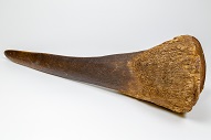 Rhino Horn